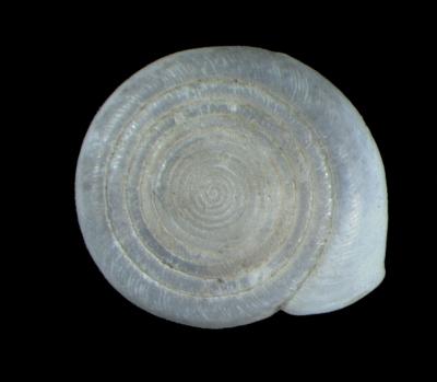 Systrophia cereonitens