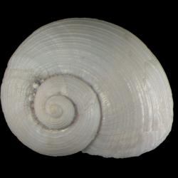 Margarites ecarinatus