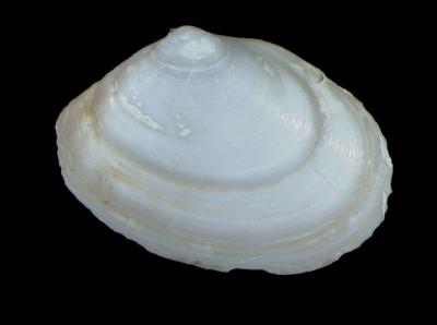 Macoma elimata