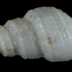 Oenopota maurellei