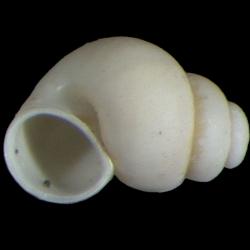 Probythinella emarginata