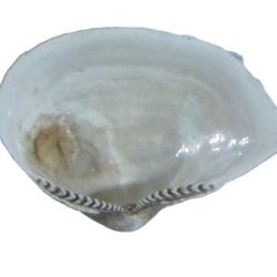 Portlandia M??rch, 1857