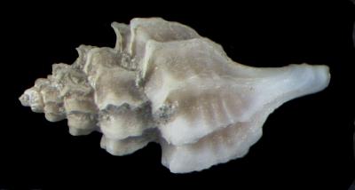 Boreotrophon macouni