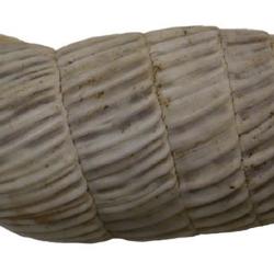 Cerion melanostomum