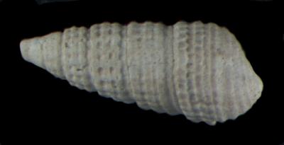 Bittium vancouverense