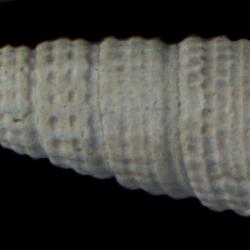 Bittium vancouverense