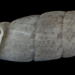 Steeriana cajamarcana