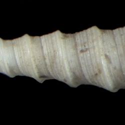 Stiracolpus ahiparanus