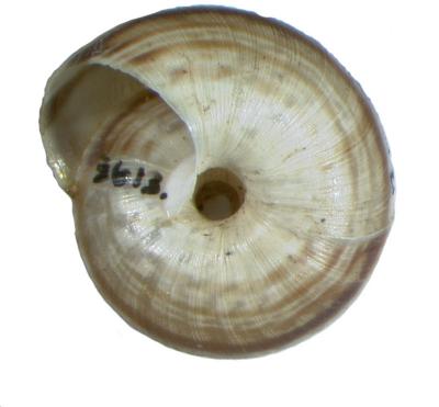 Oreohelix strigosa