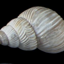 Bostryx limensis
