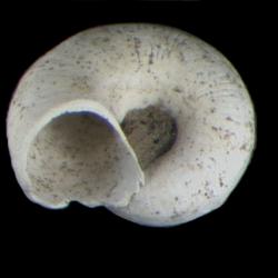 Megalovalvata piligera