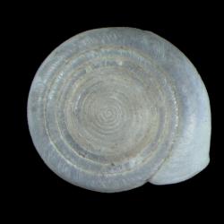 Systrophia cereonitens