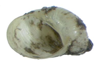 Catinella oklahomarum