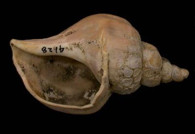 Volutopsius stefanssoni