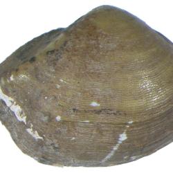 Portlandia M??rch, 1857