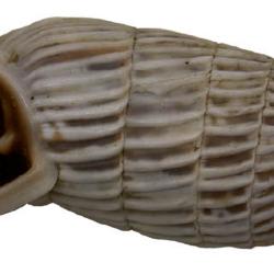 Cerion melanostomum