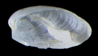 Limatula louiseae