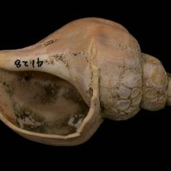 Volutopsius stefanssoni