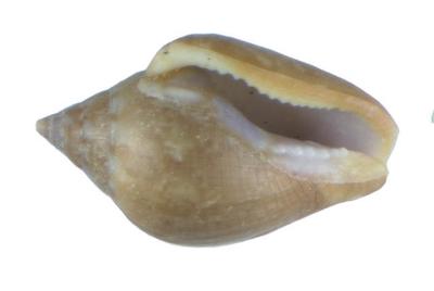 Columbella aureomexicana