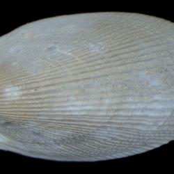 Limatula saturna