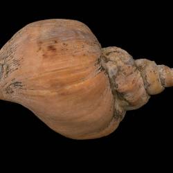 Volutopsius stefanssoni