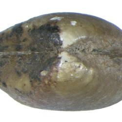 Portlandia M??rch, 1857