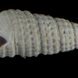 Bittium vancouverense