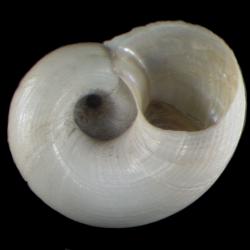 Margarites ecarinatus