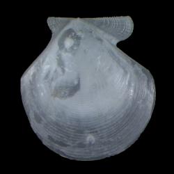 Cyclopecten carlottensis