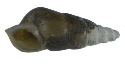 Elimia proxima