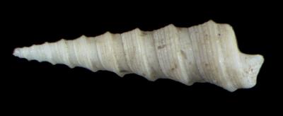 Stiracolpus ahiparanus