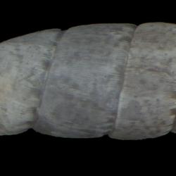 Steeriana cajamarcana