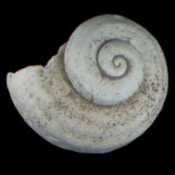 Megalovalvata piligera