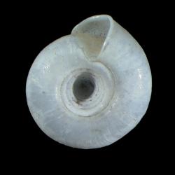 Systrophia cereonitens