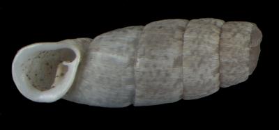 Steeriana cajamarcana