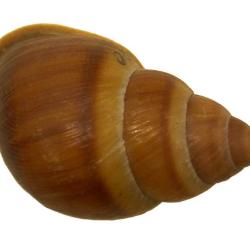 Partula faba
