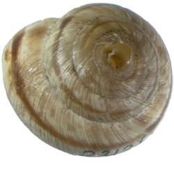 Oreohelix strigosa
