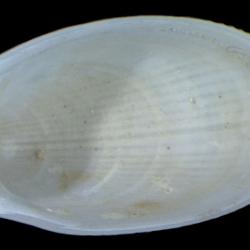 Limatula saturna