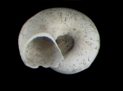 Megalovalvata piligera