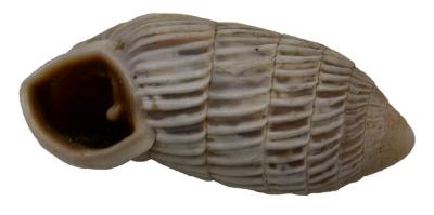 Cerion melanostomum