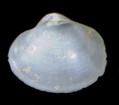 Dermatomya tenuiconcha