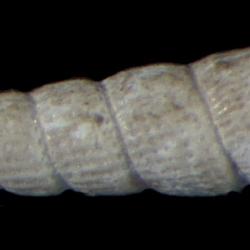 Turbonilla hecuba