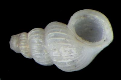 Onoba carpenteri