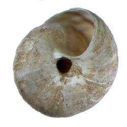 Oreohelix strigosa