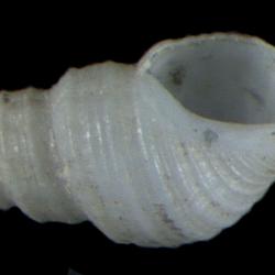 Oenopota maurellei