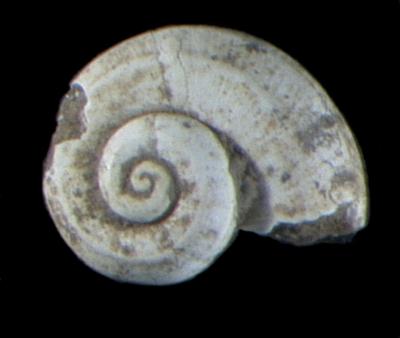 Megalovalvata piligera