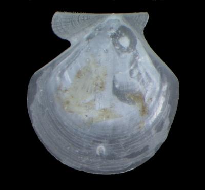 Cyclopecten carlottensis