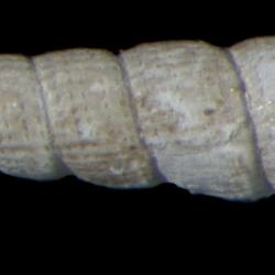 Turbonilla hecuba