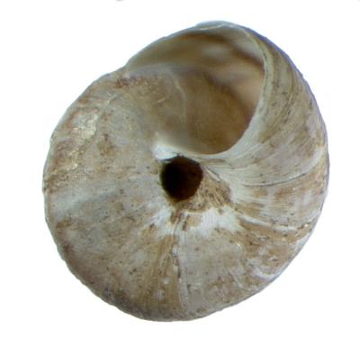 Oreohelix strigosa