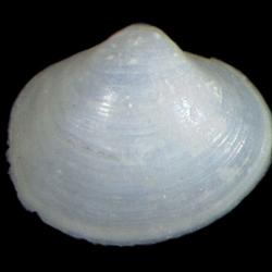 Dermatomya tenuiconcha